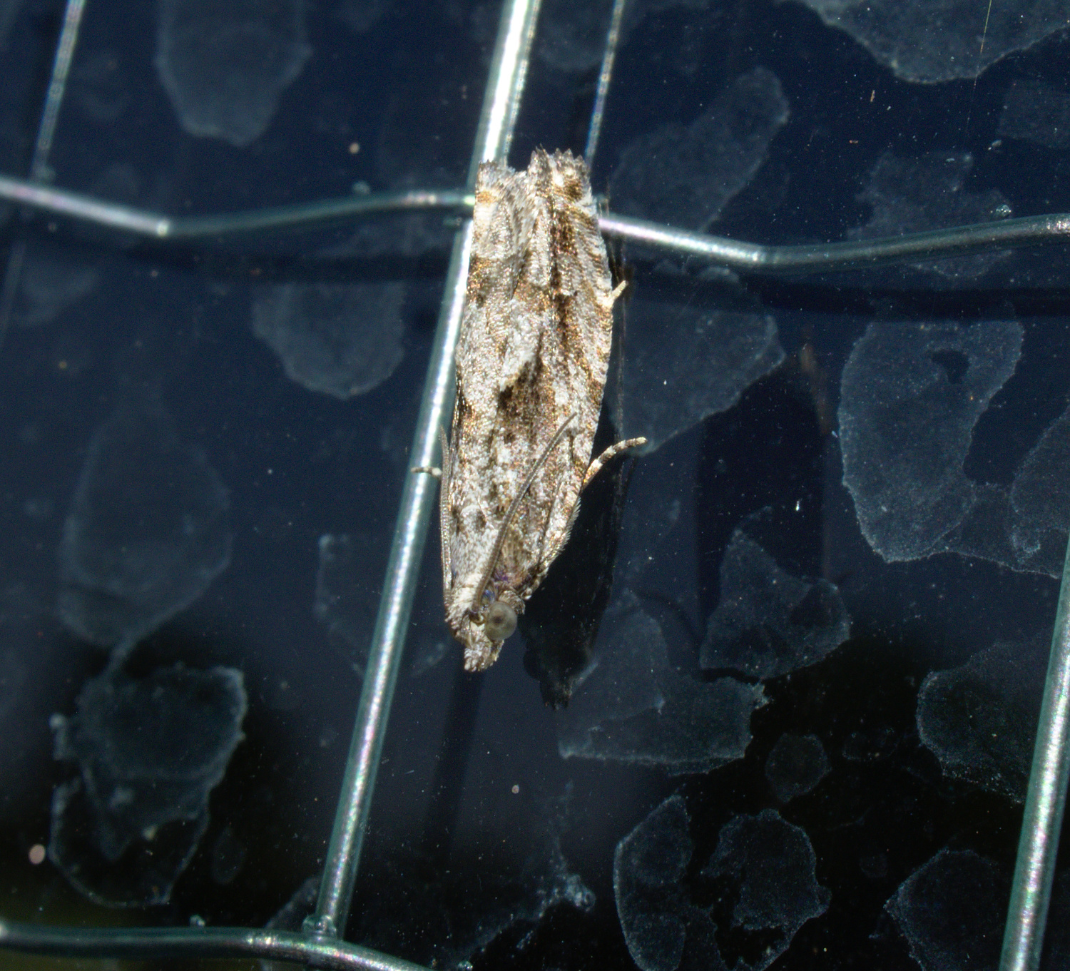 Help me bugguide_20200612.jpg
